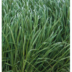 LG seeds Ray Grass Italien ALT 2N PROMPT (10kg)