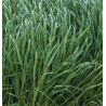 LG seeds Ray Grass Italien ALT 2N PROMPT (10kg)