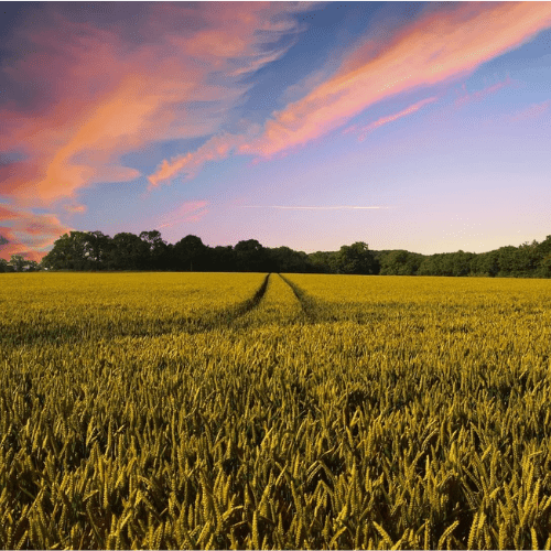 Quelles sont les tendances en matière de consommation alimentaire et comment les agriculteurs peuvent-ils en profiter ? Auragri